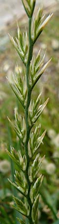 Lolium perenne \ Deutsches Weidelgras, Englisches Ray-Gras / Perennial Rye-Grass, Lesbos Skala Eresos 22.4.2014