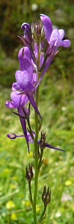 Linaria pelisseriana \ Schlundhckriges Leinkraut, Lesbos Asomatos 24.4.2014