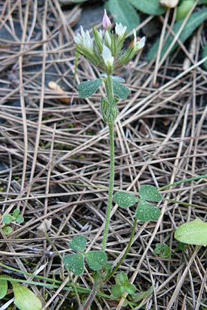 Trifolium stellatum \ Stern-Klee / Starry Clover, Lesbos Kalloni 16.4.2014