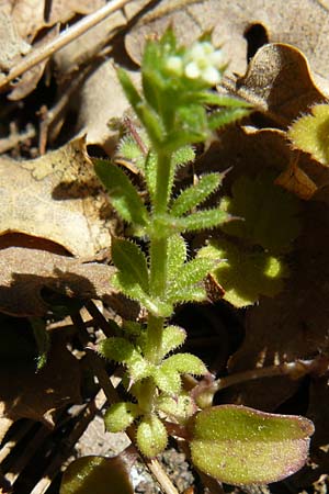 Rubiaceae spec1 ? \ R�tegew�chs / Bedstraw, Lesbos Agiasos 15.4.2014