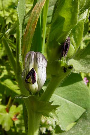 Vicia johannis var. johannis \ Maus-Wicke, Lesbos Agiasos 24.4.2014
