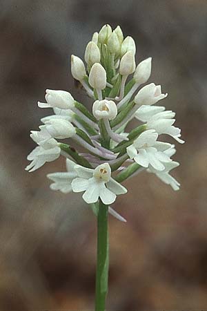 Anacamptis pyramidalis subsp. brachystachys \ Kurzährige Pyramidenorchis / Pyramidal Orchid, Lesbos,  Agiasos 21.5.1995 