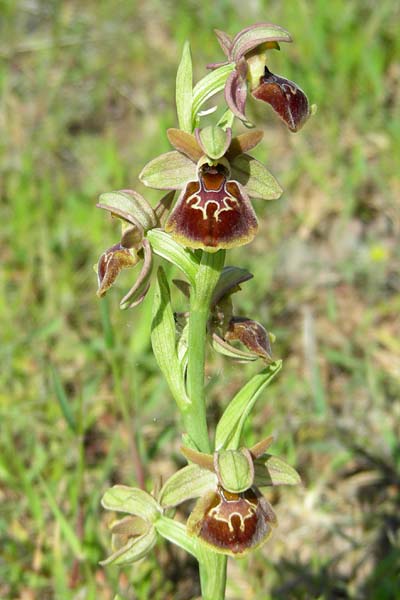 Ophrys bucephala x lesbis, Lesbos,  Antissa 12.4.2014 (Photo: Luc Segers)