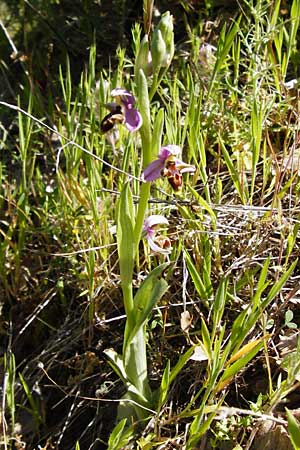 Ophrys minutula \ Kleinblütige Ragwurz, Lesbos,  Andissa 14.4.2014 