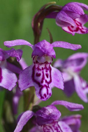 Dactylorhiza baltica x incarnata, Lettland/Latvia,  Liepaja 19.6.2011 (Photo: Helmut Presser)