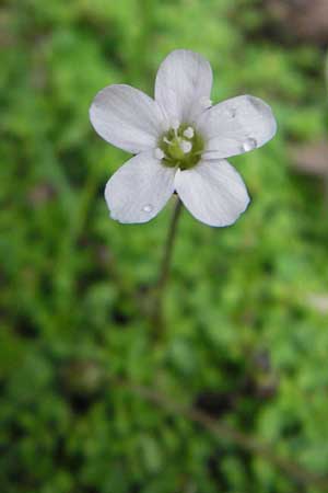 Arenaria balearica \ Balearen-Sandkraut / Corsican Sandwort, Mallorca/Majorca Lluc 24.4.2011