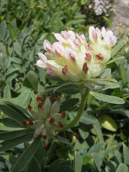 Anthyllis vulneraria subsp. balearica \ Balearen-Wundklee / Balearic Kidney Vetch, Mallorca/Majorca Soller Botan. Gar. 23.4.2011