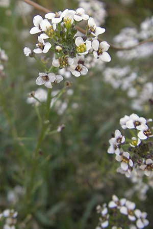 Lobularia maritima \ Strandkresse, Weies Steinkraut / Sweet Alison, Mallorca/Majorca Cala Pi 8.4.2012