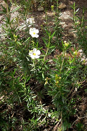 Cistus clusii subsp. multiflorus \ Clusius-Zistrose / Clusius' Rock-Rose, Mallorca/Majorca Soller Botan. Gar.  23.4.2011
