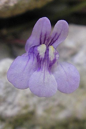 Cymbalaria muralis \ Gemeines Zimbelkraut, Mauer-Zimbelkraut, Mallorca Soller 23.4.2011