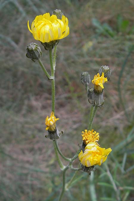 Crepis capillaris / Smooth Hawk's-Beard, Majorca Port de Andratx 3.4.2012