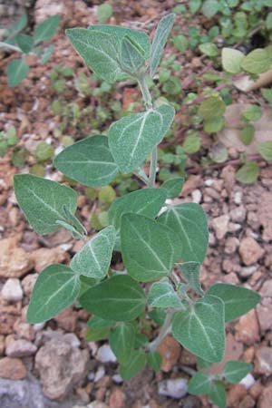 Chenopodium vulvaria / Stinking Goosefoot, Notchweed, Majorca Fornalutx 27.4.2011