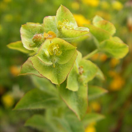 Euphorbia hirsuta \ Behaarte Wolfsmilch / Hairy Spurge, Mallorca/Majorca S'Albufera 30.4.2011