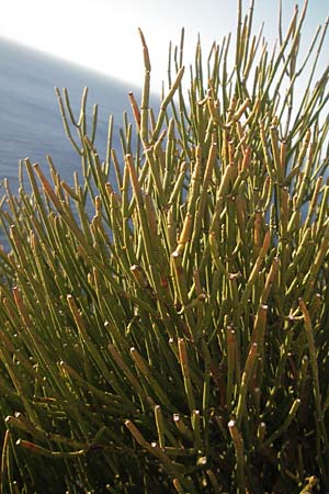 Ephedra fragilis \ Brchiges Meertrubel / Joint Pine, Mallorca/Majorca Cap Formentor 10.4.2012