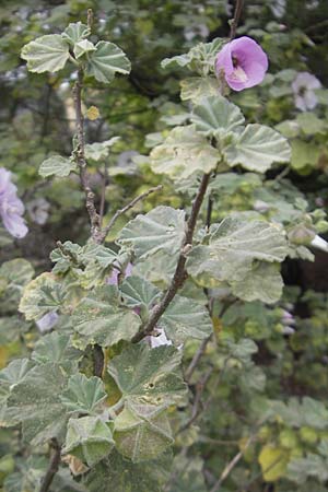 Malva subovata \ Strand-Strauchpappel / Sea Mallow, Mallorca/Majorca Soller Botan. Gar. 23.4.2011