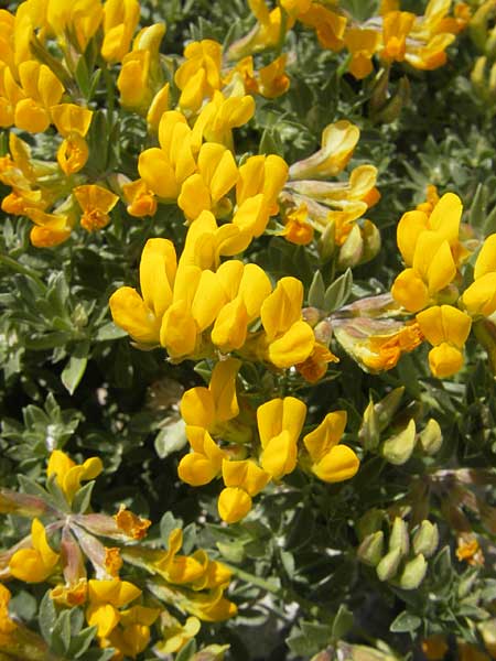 Lotus cytisoides \ Geikleeartiger Hornklee / Grey Bird's-Foot Trefoil, Mallorca/Majorca Cala Mondrago 5.4.2012