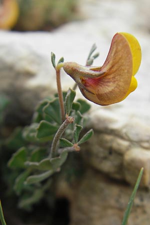 Lotus tetraphyllus \ Vierbl�ttriger Hornklee / Four-Leaf Bird's-Foot Trefoil, Mallorca/Majorca Andratx 26.4.2011