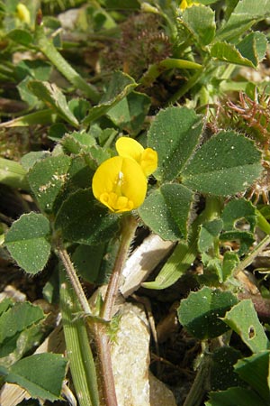 Medicago littoralis \ Meer-Schneckenklee, Mallorca Port de Andratx 3.4.2012