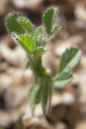 Ononis reclinata \ Nickende Hauhechel, Mallorca Andratx 22.4.2011