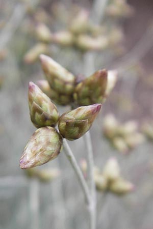 Phagnalon sordidum \ Mehrkpfige Steinimmortelle, Mallorca Banyalbufar 23.4.2011