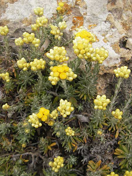 Helichrysum stoechas \ Wohlriechende Strohblume, Mallorca S'Arenal 25.4.2011