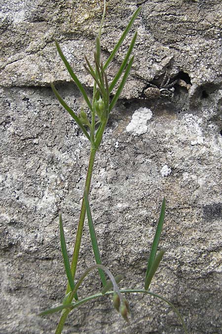 Ervum gracile \ Zierliche Wicke, Mallorca Esporles 12.4.2012