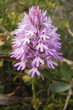 Anacamptis pyramidalis subsp. brachystachys \ Kurzährige Pyramidenorchis / Pyramidal Orchid, Mallorca/Majorca,  Ca'n Picafort 30.4.2011 