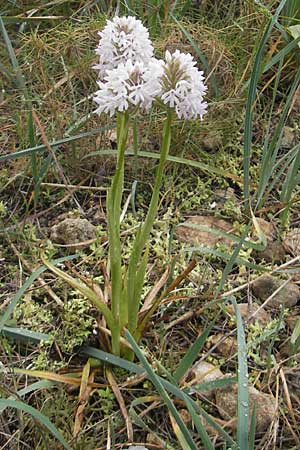Anacamptis pyramidalis subsp. brachystachys \ Kurzährige Pyramidenorchis / Pyramidal Orchid, Mallorca/Majorca,  S'Arenal 5.4.2012 