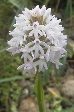 Anacamptis pyramidalis subsp. brachystachys \ Kurzährige Pyramidenorchis / Pyramidal Orchid, Mallorca/Majorca,  S'Arenal 5.4.2012 