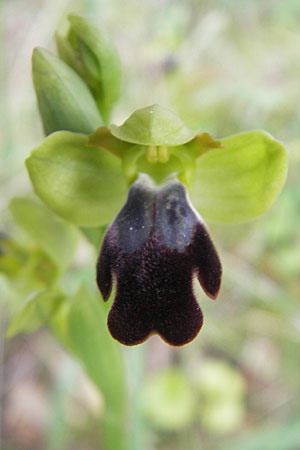 Ophrys arnoldii \ Arnolds Ragwurz, Mallorca,  Galilea 26.4.2011 