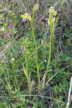 Ophrys subfusca \ Kleinerblütige Braune Ragwurz / Smaller-Flowered Dull Bee Orchid, Mallorca/Majorca,  Port de Andratx 9.4.2012 