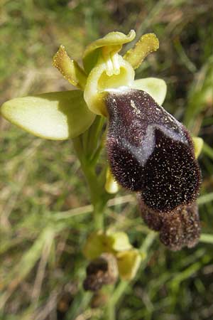 Ophrys dyris \ Marokkanische Ragwurz, Mallorca,  Cala Mondrago 5.4.2012 
