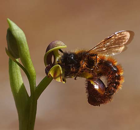 Ophrys speculum \ Spiegel-Ragwurz / Mirror Orchid (mit Best&auml;uber-Wespe Dasyscolia ciliata / with pollinating wasp Dasyscolia ciliata), Mallorca/Majorca,  Can Picafort 17.3.2026 (Photo: Helmut Presser)