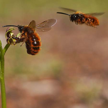 Ophrys speculum \ Spiegel-Ragwurz / Mirror Orchid (mit Best&auml;uber-Wespe Dasyscolia ciliata / with pollinating wasp Dasyscolia ciliata), Mallorca/Majorca,  Can Picafort 17.3.2026 (Photo: Helmut Presser)