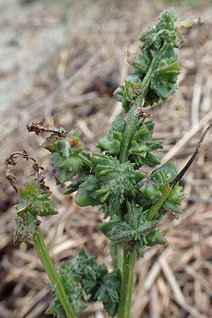 Atriplex littoralis \ Strand-Melde / Grassleaf Orache, NL St. Philipsland 14.8.2015
