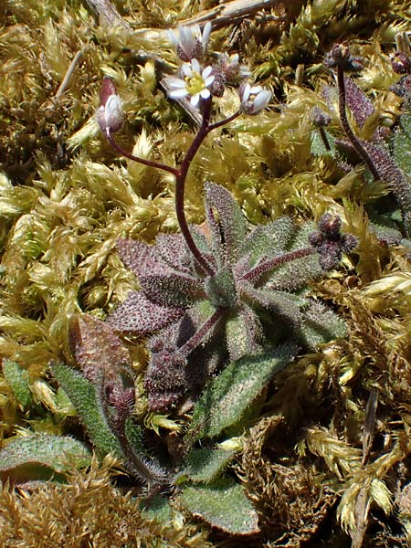 Draba glauca \ Blaugrne Felsenblmchen, NL Lemiers 11.3.2022
