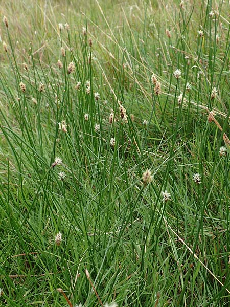 Eleocharis palustris agg. \ Gew�hnliche Sumpfbinse, Gemeine Sumpfsimse / Common Spike Rush, NL Zierikzee 12.8.2015