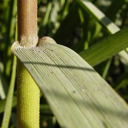 Sporobolus anglicus \ Salz-Schlickgras, NL Reimerswaal 8.8.2015