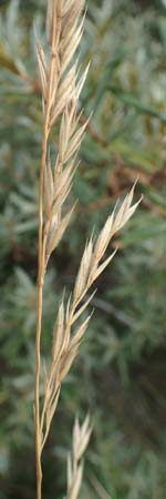 Festuca rubra subsp. arenaria \ Dnen-Rot-Schwingel / Sand Red Fescue, NL Nieuw-Haamstede 9.8.2015