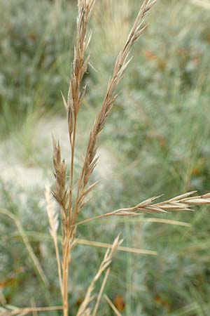 Festuca rubra subsp. arenaria \ Dnen-Rot-Schwingel / Sand Red Fescue, NL Nieuw-Haamstede 9.8.2015