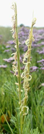 Sporobolus anglicus \ Salz-Schlickgras, NL Cadzand-Bad 11.8.2015