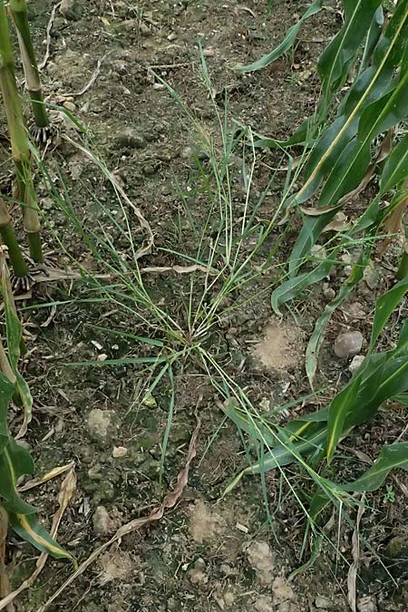 Panicum gilvum \ Zur�ckgezogene Rispen-Hirse / Yellow Millet, NL Nijswiller 30.8.2026