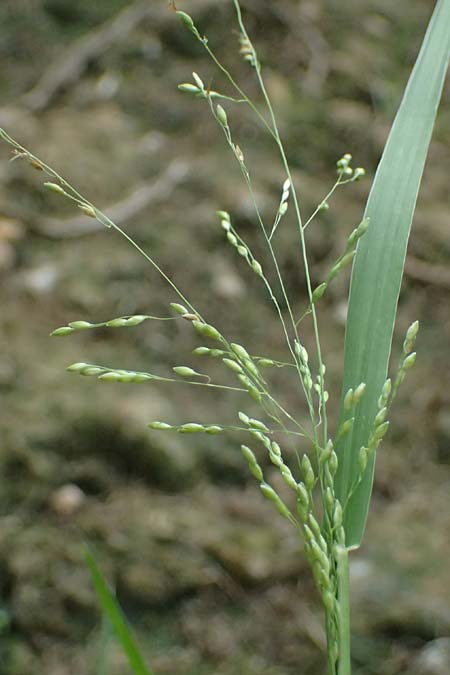 Panicum gilvum \ Zur�ckgezogene Rispen-Hirse / Yellow Millet, NL Nijswiller 30.8.2026