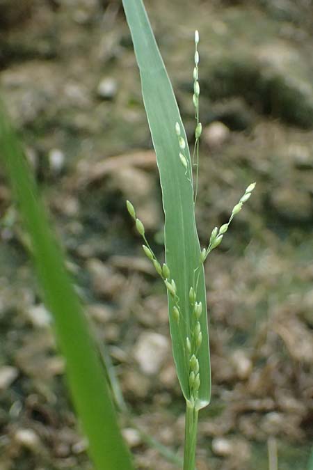 Panicum gilvum \ Zur�ckgezogene Rispen-Hirse / Yellow Millet, NL Nijswiller 30.8.2026