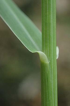 Panicum gilvum \ Zur�ckgezogene Rispen-Hirse / Yellow Millet, NL Nijswiller 30.8.2026