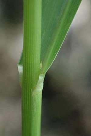 Panicum gilvum \ Zur�ckgezogene Rispen-Hirse / Yellow Millet, NL Nijswiller 30.8.2026