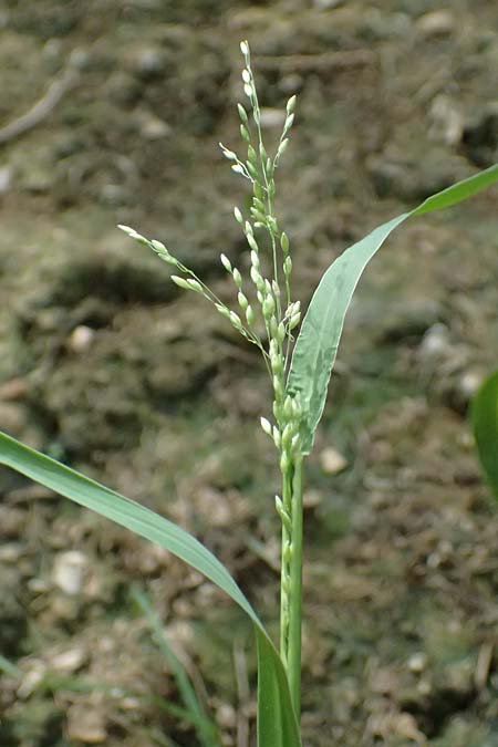 Panicum gilvum \ Zur�ckgezogene Rispen-Hirse / Yellow Millet, NL Nijswiller 30.8.2026