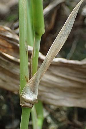 Panicum gilvum \ Zur�ckgezogene Rispen-Hirse / Yellow Millet, NL Nijswiller 30.8.2026