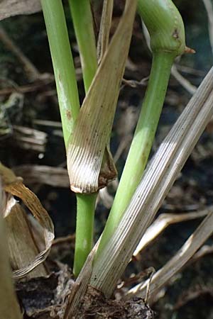 Panicum gilvum \ Zur�ckgezogene Rispen-Hirse / Yellow Millet, NL Nijswiller 30.8.2026