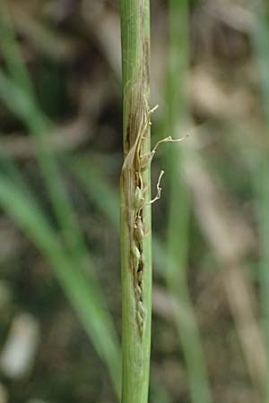Panicum gilvum \ Zur�ckgezogene Rispen-Hirse / Yellow Millet, NL Nijswiller 30.8.2026